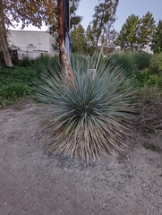 Asparagaceae