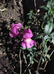 Antirrhinum majus