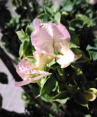 Bougainvillea glabra