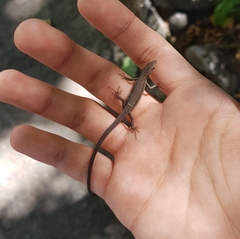 Takydromus wolteri