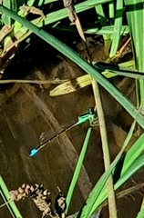Ischnura