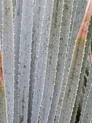 Asparagaceae