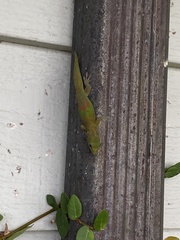 Phelsuma laticauda laticauda