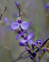 Comesperma scoparium