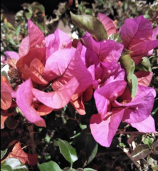 Bougainvillea glabra