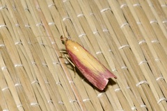 Oncocera semirubella