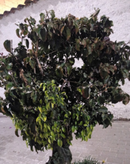 Ficus benjamina