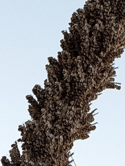 Asparagaceae