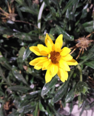 Gazania