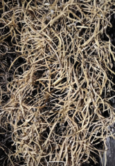 Thamnolia vermicularis