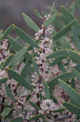 Hakea incrassata