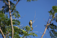 Ptilotula penicillata