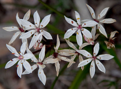 Burchardia multiflora