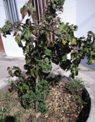 Magnoliopsida