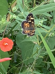 Phyciodes