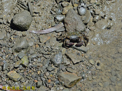 Metopograpsus thukuhar