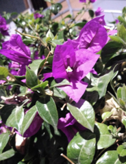 Bougainvillea glabra