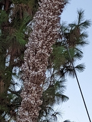 Asparagaceae