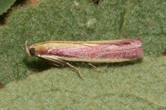 Oncocera semirubella