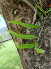 Microgramma lycopodioides