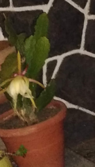 Magnoliopsida