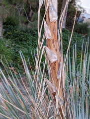 Asparagaceae