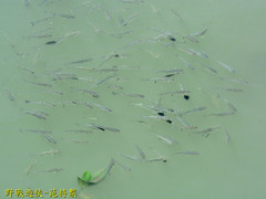 Hemiculter leucisculus