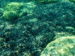 Diplodus sargus