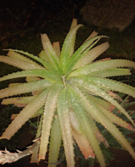 Aloe