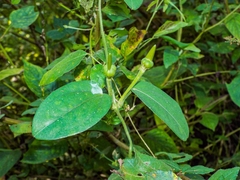 Thunbergia