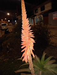 Aloe arborescens