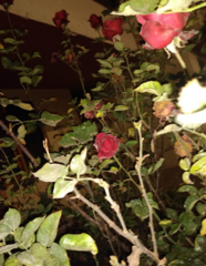 Rosa