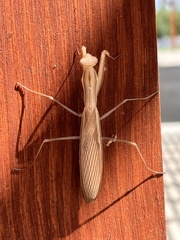 Mantis religiosa