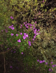 Bougainvillea glabra