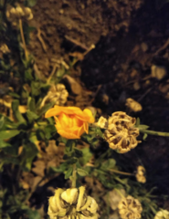Calendula officinalis