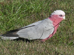 Eolophus roseicapilla