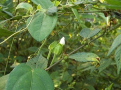 Thunbergia