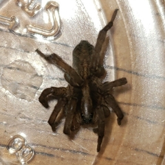 Trochosa