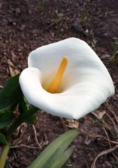 Zantedeschia