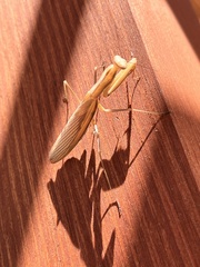 Mantis religiosa