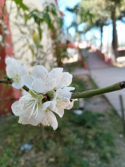 Prunus cerasifera