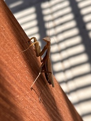 Mantis religiosa