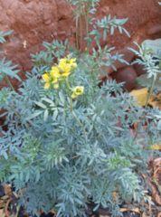 Ruta graveolens