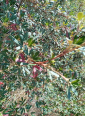 Polylepis