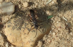 Episyron rufipes