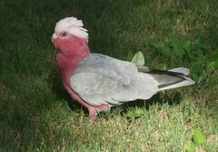 Eolophus roseicapilla