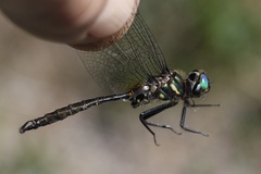 Somatochlora walshii