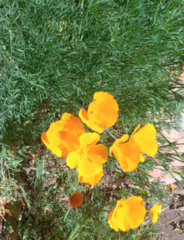 Eschscholzia