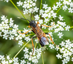 Tenthredinoidea