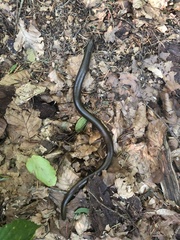 Anguis colchica